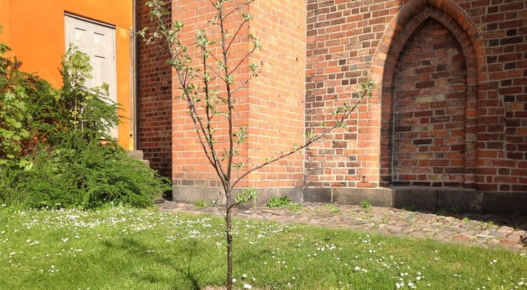 Æbletræ Odense Domkirke
